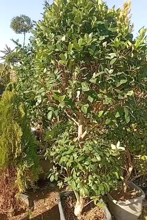 عرضه مستقیم گل و گیاه بیرونی. عمده ای وتکی|خدمات باغبانی و درختکاری|شاهدشهر, |دیوار