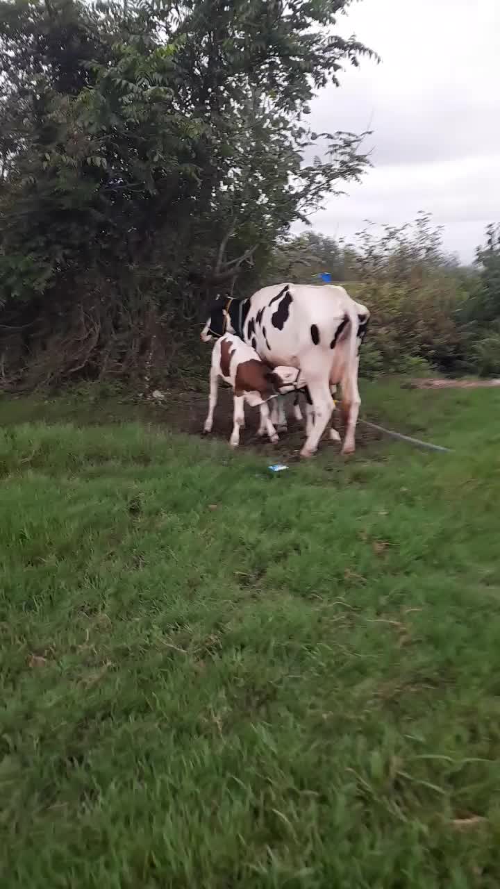 شیر محلی گاو دوغ ماست .نان خشک. بطری اب|خوردنی و آشامیدنی|پیربازار, |دیوار