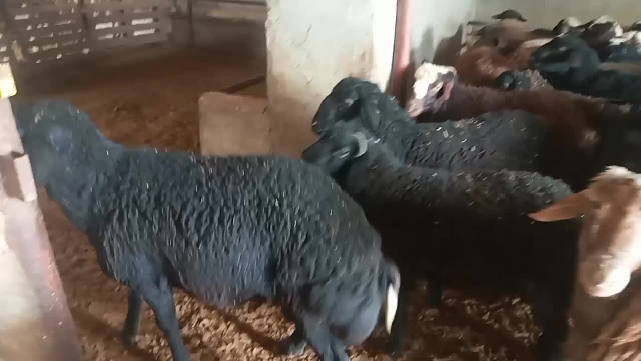 بره|حیوانات مزرعه|فرمهین, |دیوار