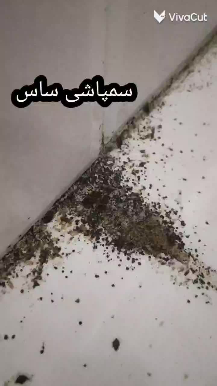 سمپاشی ساس موش موریانه کنه سوسک بید باضمانت100&|خدمات نظافت|مشهد, توس (بلوار توس)|دیوار