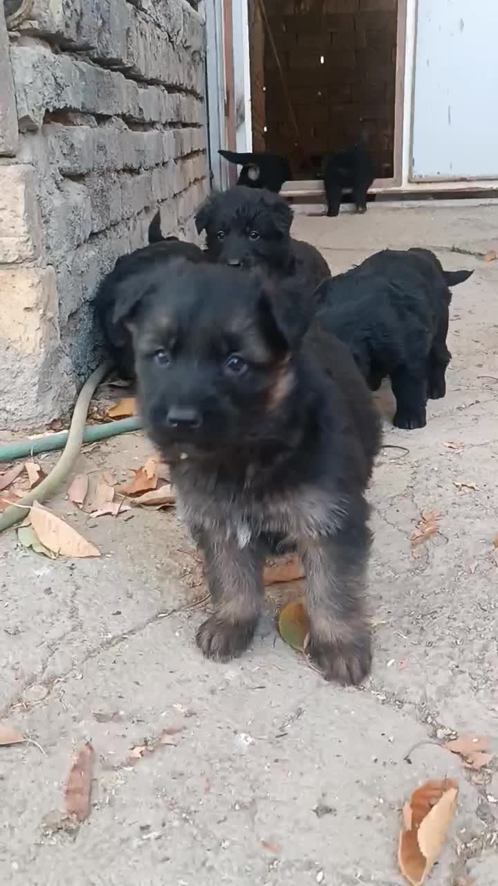 توله ژرمن|سگ|شازند, |دیوار