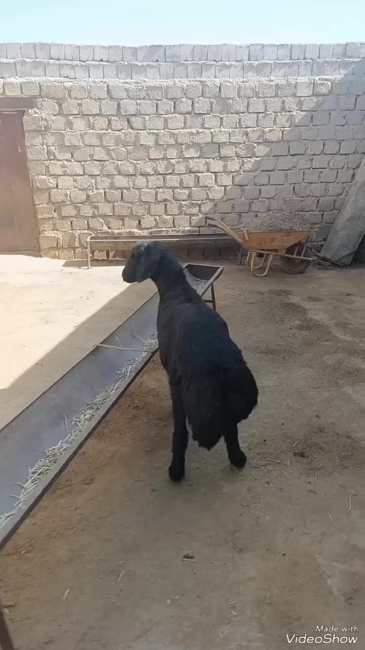 بره برا قوچ اصل بره نژاد یک درجهان|حیوانات مزرعه|دیواندره, |دیوار