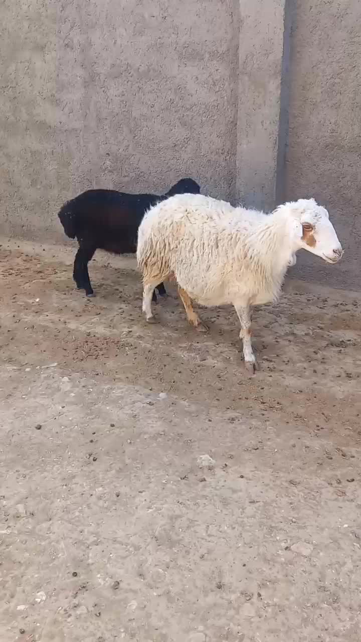 میش زائیده|حیوانات مزرعه|سبزوار, قصبه شرقی|دیوار