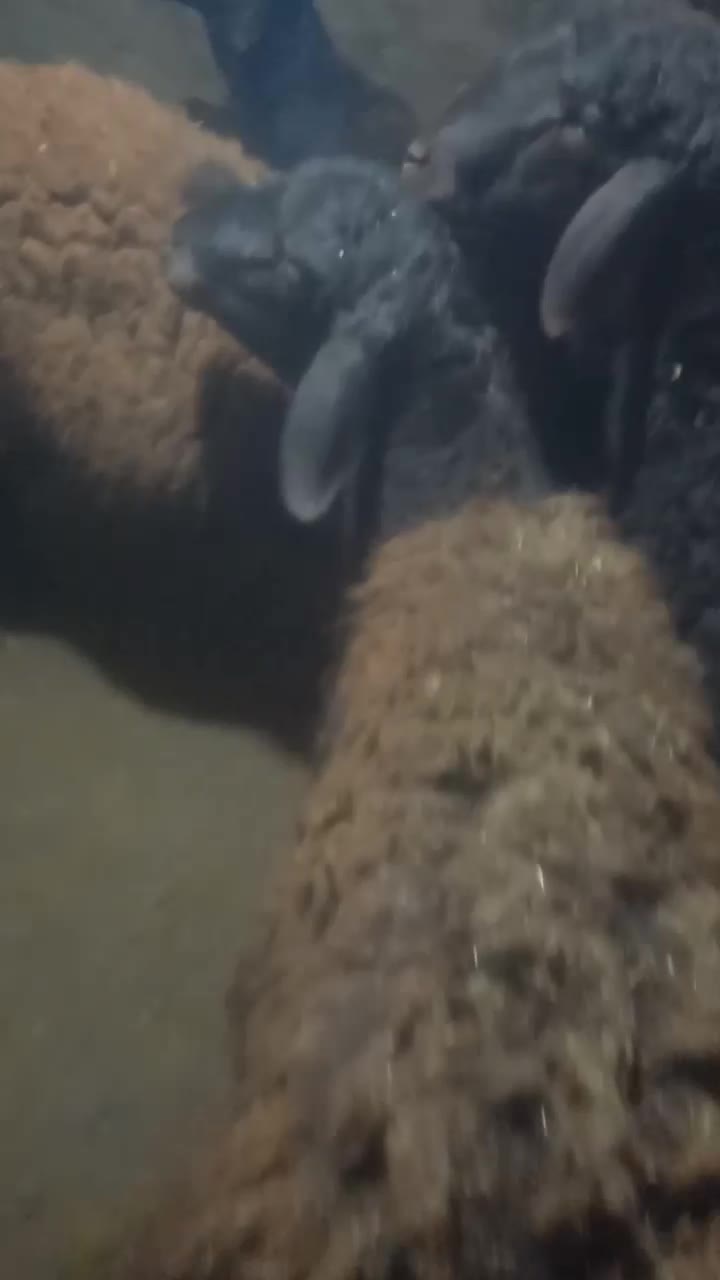 گوشت تازه بره نر|خوردنی و آشامیدنی|دهگلان, |دیوار