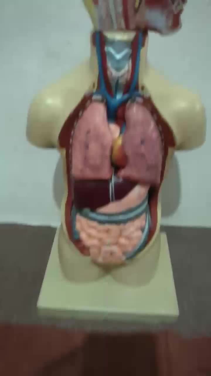 مولاژ اناتومی بدن انسان کامل وسالم ونو|آرایشی، بهداشتی، درمانی|قائم‌شهر, |دیوار