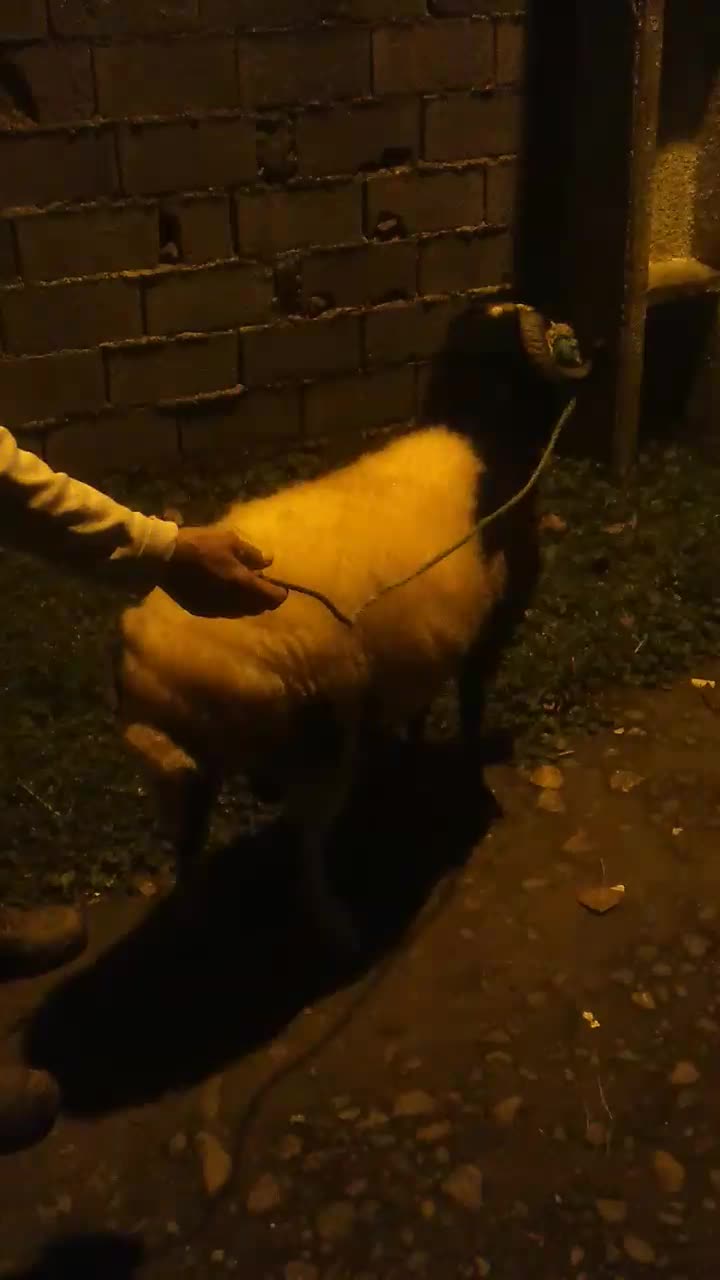 فروش بره نر جوان گوشتی|حیوانات مزرعه|اطاقور, |دیوار