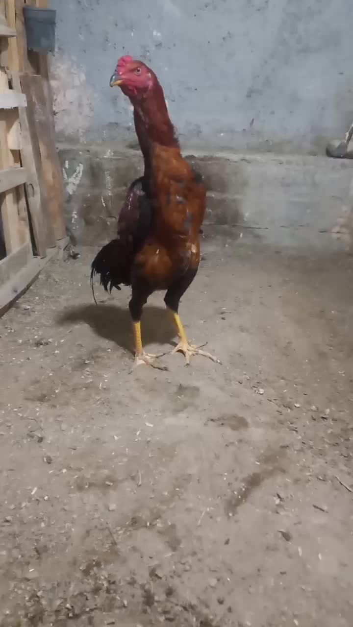 لاری|حیوانات مزرعه|بناب, |دیوار