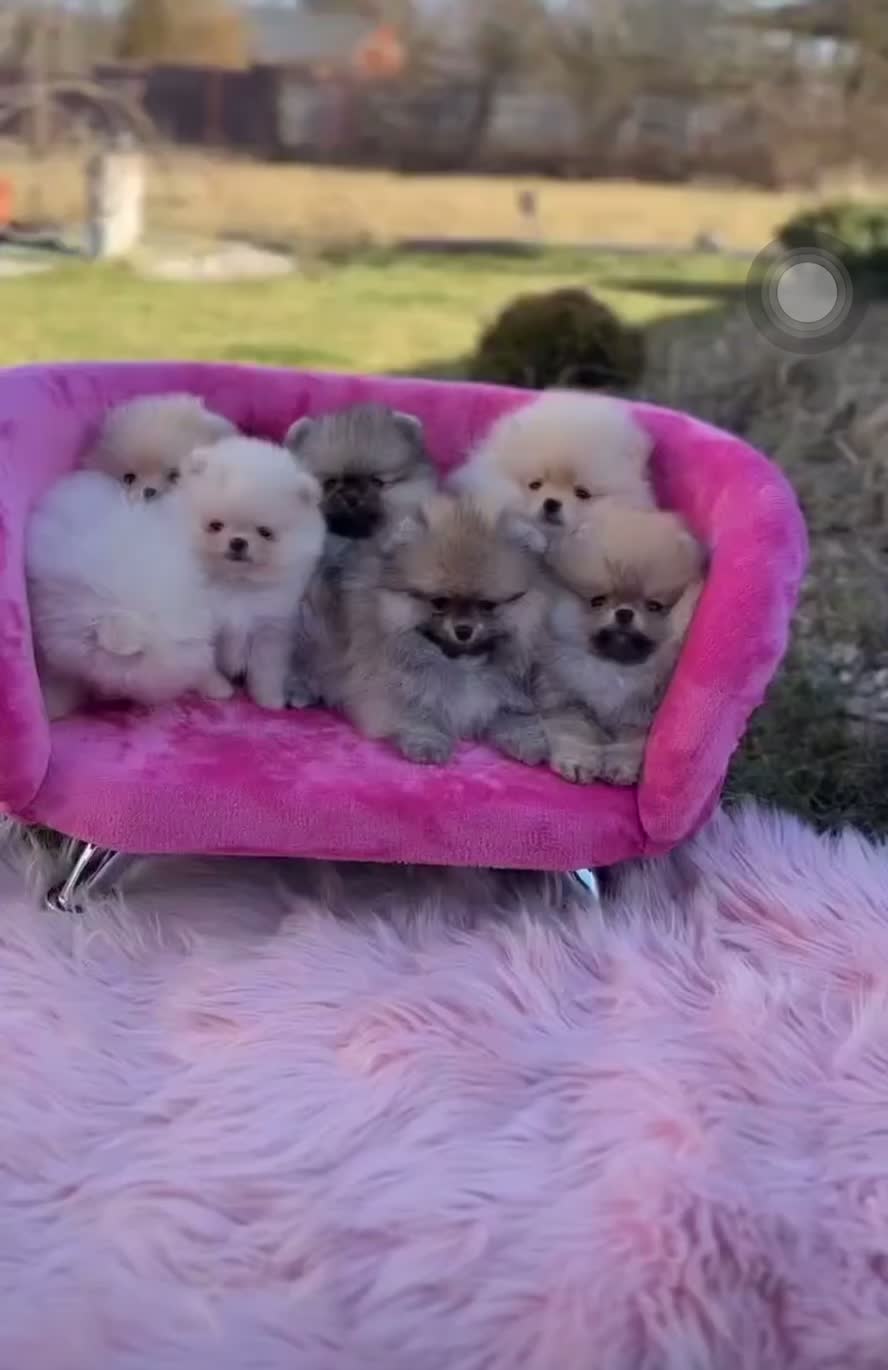 سگ پامر خرسی.پامرانین عروسکی بدون واسطه و دلال|سگ|شیراز, قصرالدشت|دیوار