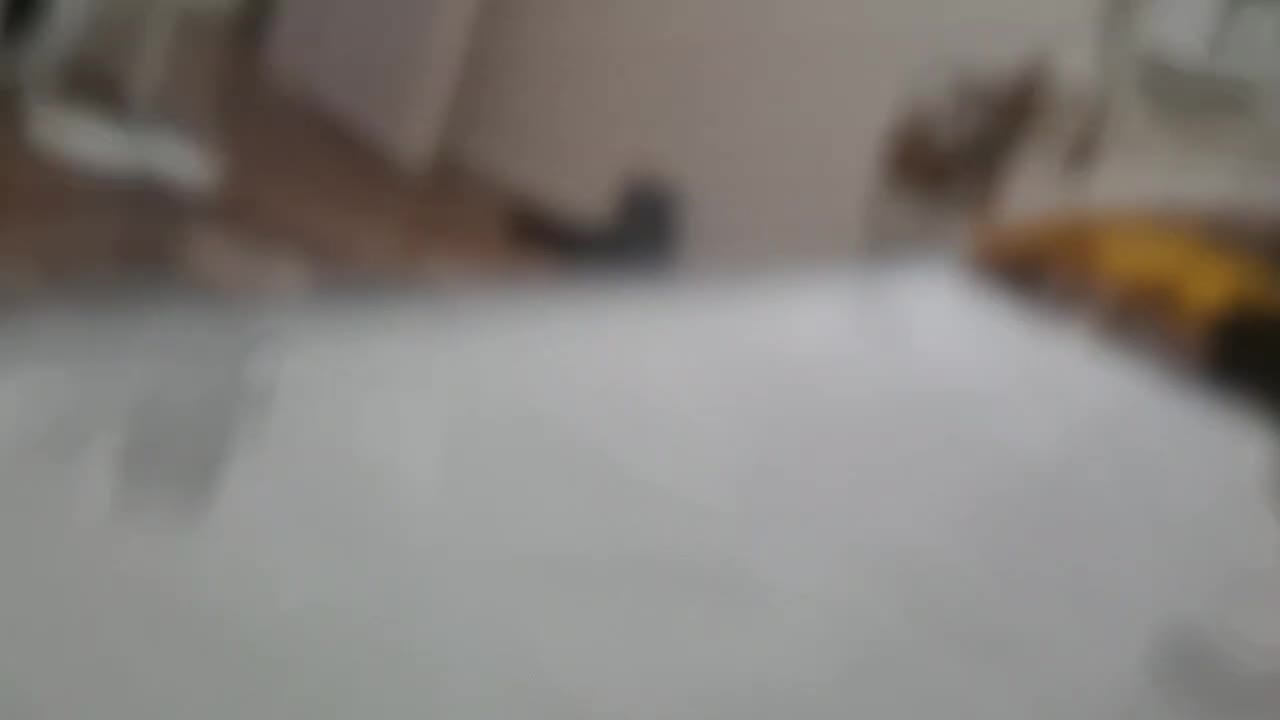 عروس هلندی لوتیو|پرنده|تهران, شهید فکوری|دیوار