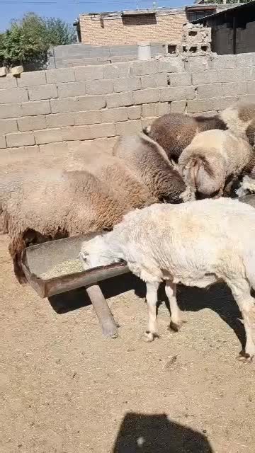 فروش ۳۰ راس بره نر|حیوانات مزرعه|شیراز, تاچارا|دیوار