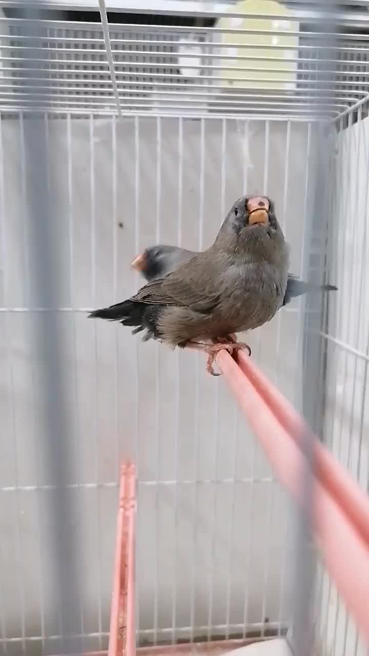 فنچ شارکول اروپایی درشت جوجه|پرنده|مشهد, سرافرازان|دیوار