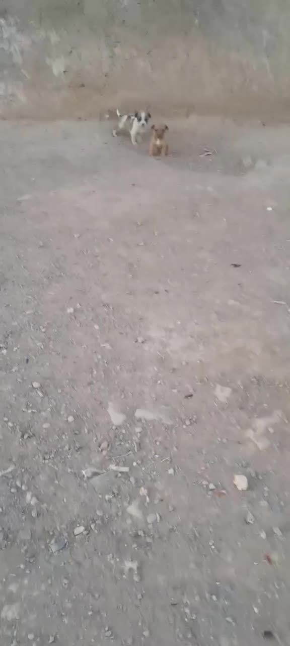 پاکوتاه خشگل|سگ|فیروزه, |دیوار