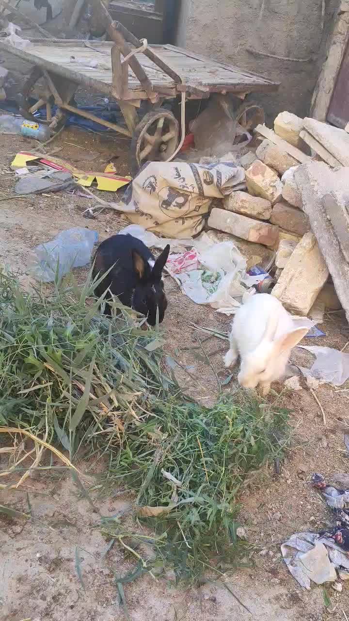 خرگوش فروشی|موش و خرگوش|زابل, |دیوار