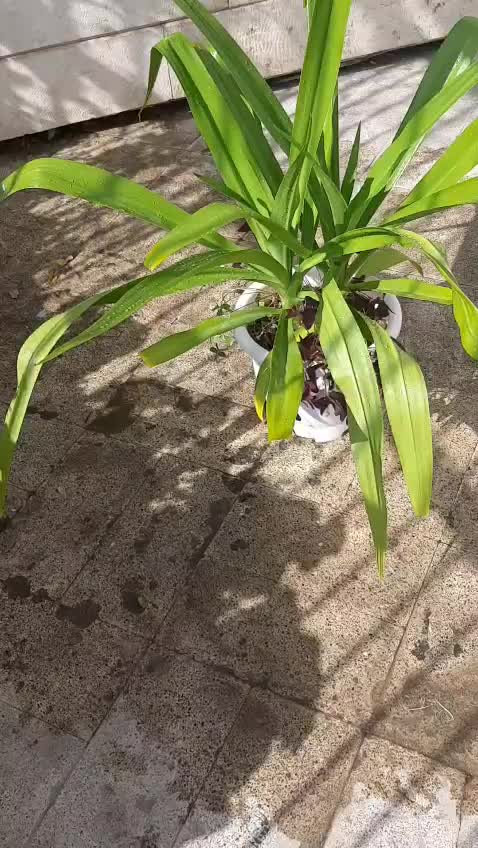 دو عدد گل سوسن عنکبوتی تولید خانگی در یک گلدان|گل و گیاه طبیعی|تهران, آسمان|دیوار