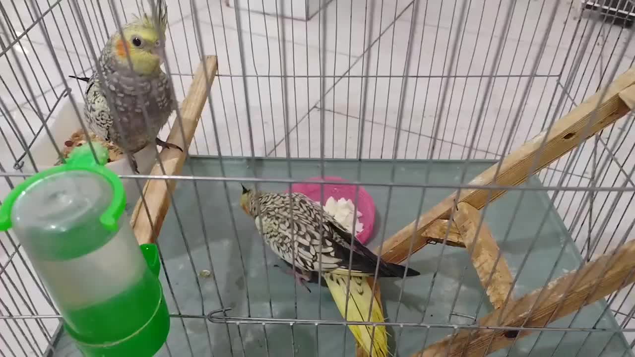 جوجه وجوانه عروس|پرنده|سبزوار, امیریه|دیوار