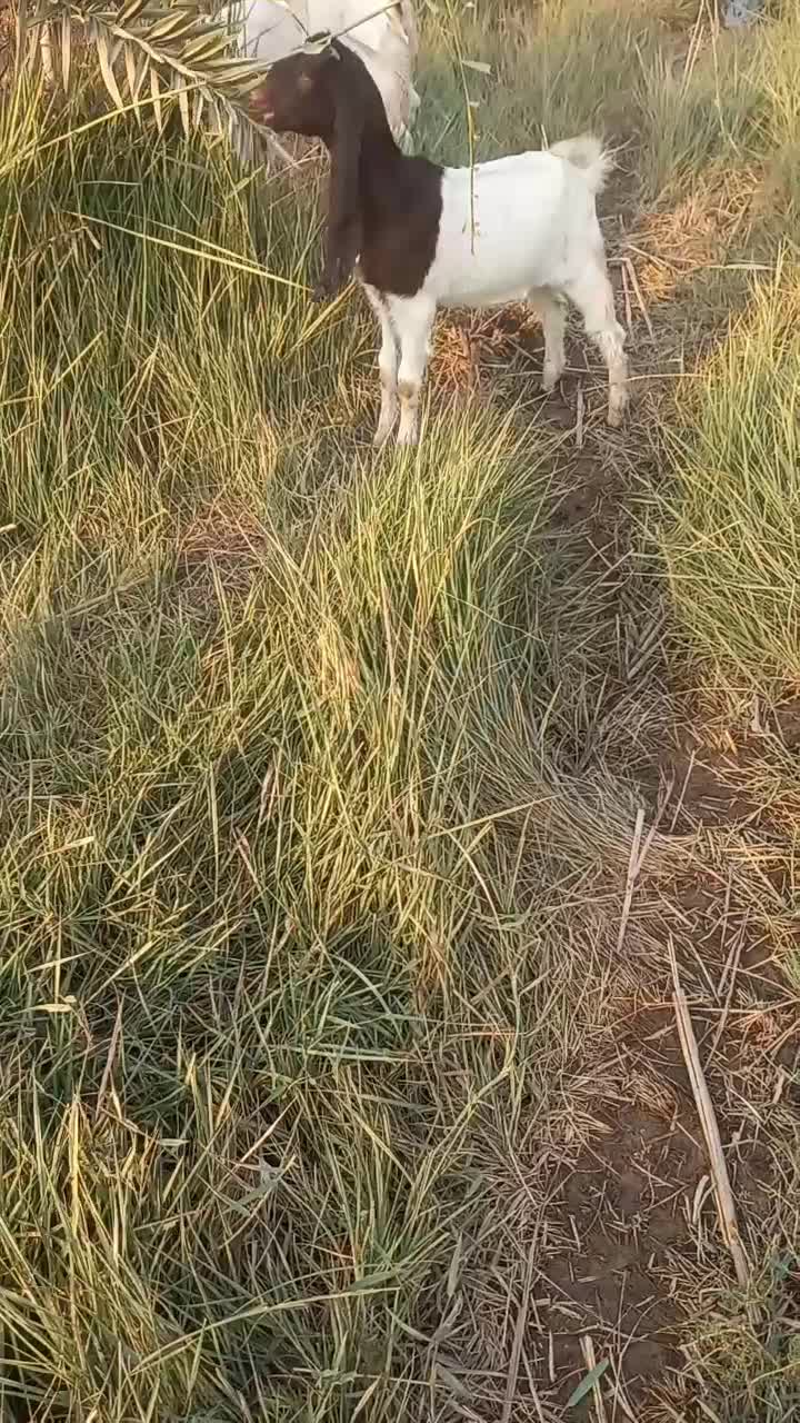 بز ماده افغانی|حیوانات مزرعه|خرمشهر, |دیوار