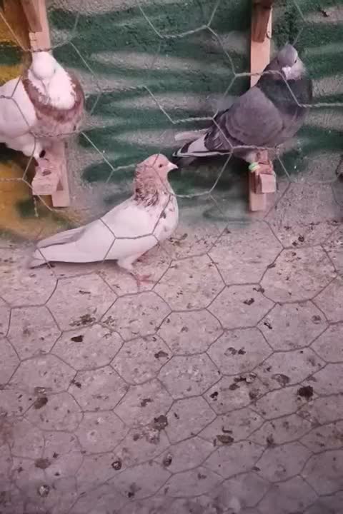 ۲تاکبوتر|پرنده|شیروان (خراسان), |دیوار
