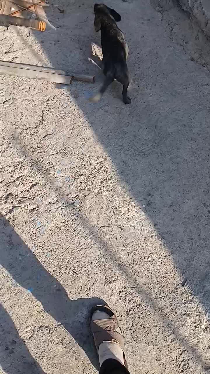 پاکوتاه فیندو|سگ|شهریار, رضی آباد بالا|دیوار