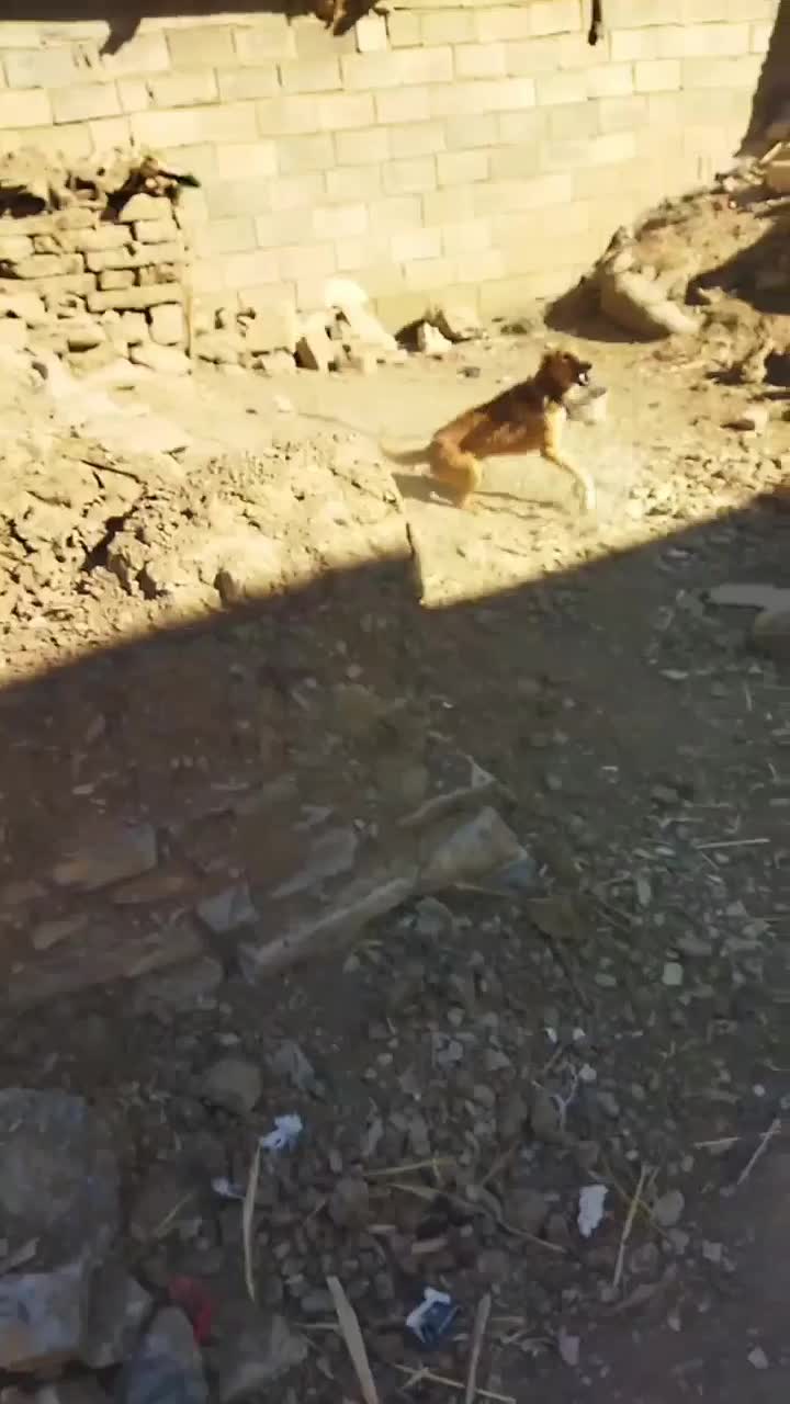 واگذاری توله سگ نگهبان نر|سگ|کرمانشاه, |دیوار