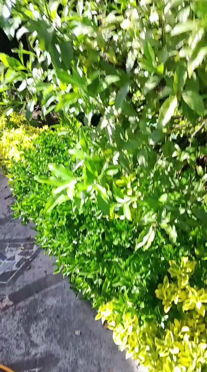 خدمات باغبانی وباغداری،گلکاری، تراش،سمپاشی|خدمات باغبانی و درختکاری|رامسر, |دیوار