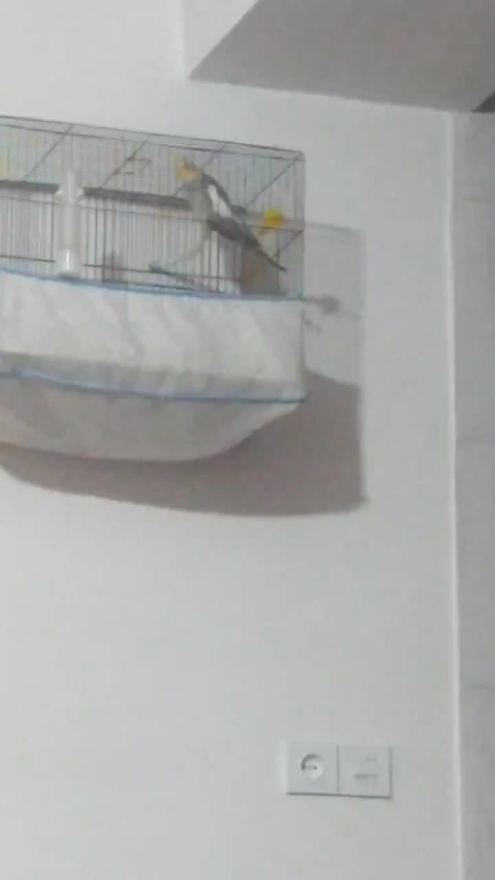 پرنده طوطی عروس هلندی رام|پرنده|سنندج, |دیوار