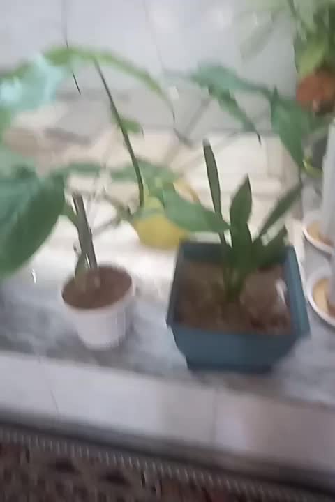 گل و گیاه طبیعی|گل و گیاه طبیعی|کوهدشت, |دیوار