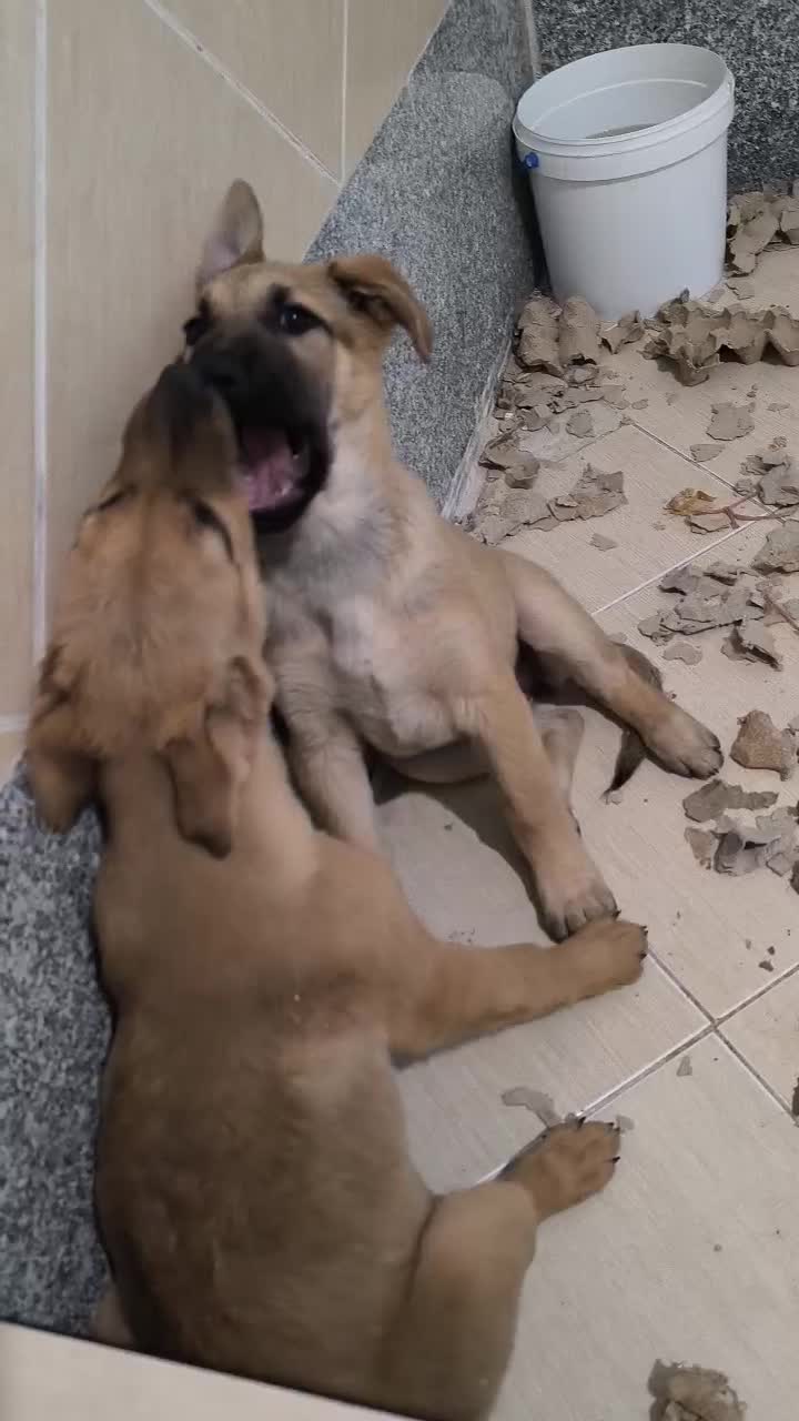 واگذاری سگ ژرمن شپرد|سگ|قم, باجک یک|دیوار