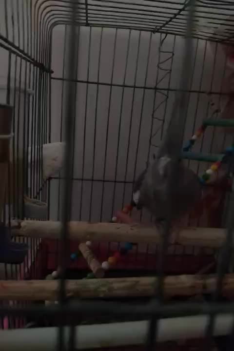 عروس هلندی ماده|پرنده|قزوین, |دیوار