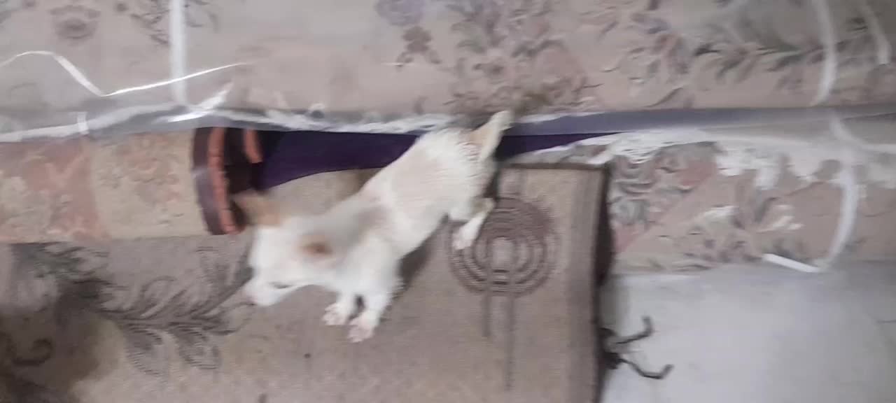 سگ اشپیتز|سگ|کاشان, ولیعصر|دیوار