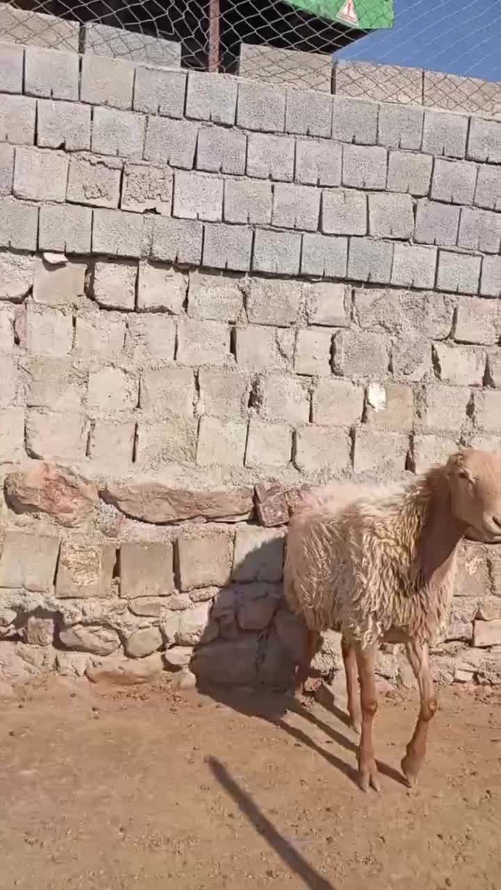 مغان درج یک|حیوانات مزرعه|صحنه, |دیوار