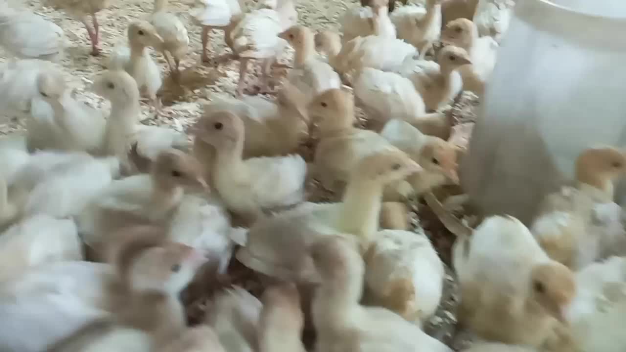 جوجه بوقلمون بیوتی۱۲روزه و جوجه مرغ گلپایگان۴روزه|حیوانات مزرعه|رشت, حومه رشت|دیوار