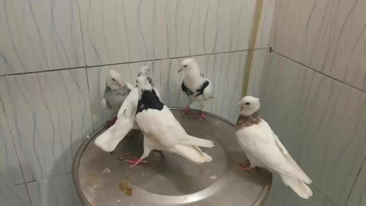 کفتر طوقی|پرنده|خرمشهر, |دیوار