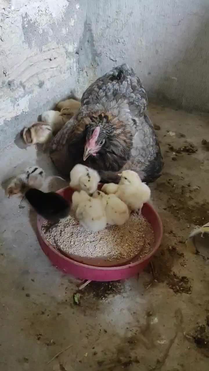 فروش مرغ جوجه دار|حیوانات مزرعه|لامرد, |دیوار