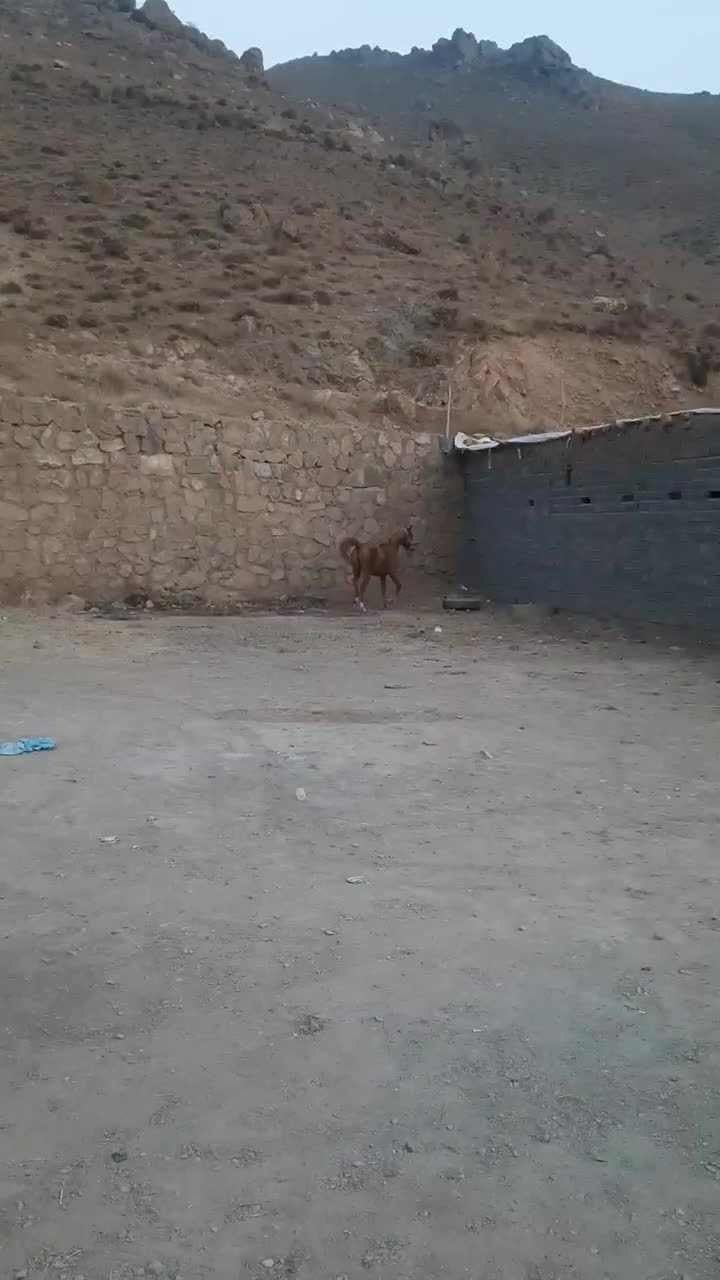 فروش کره ۲۴ ماهه عرب مصری|اسب و تجهیزات اسبسواری|آبعلی, |دیوار