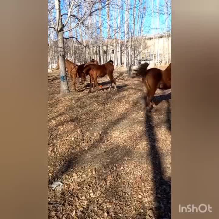 مادیان مدرک دار. با کره نریان ۲۰روزه|اسب و تجهیزات اسبسواری|نهاوند, |دیوار