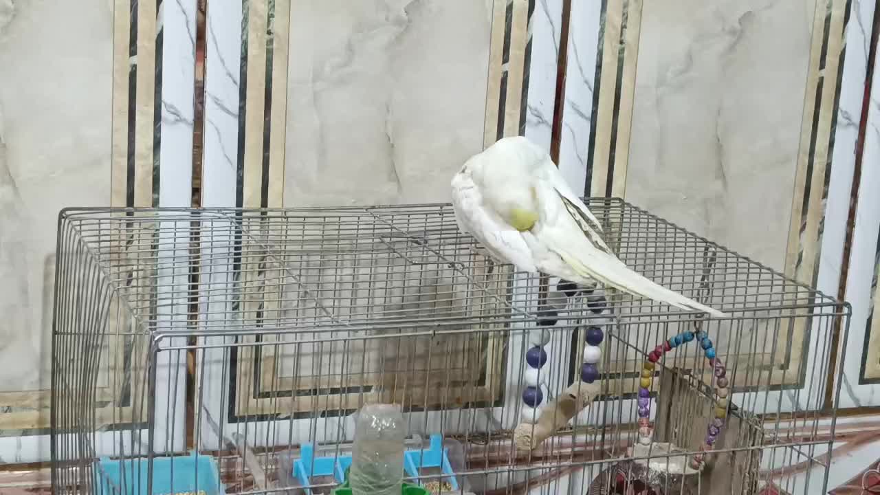 عروس هلندی|پرنده|ایرانشهر, |دیوار