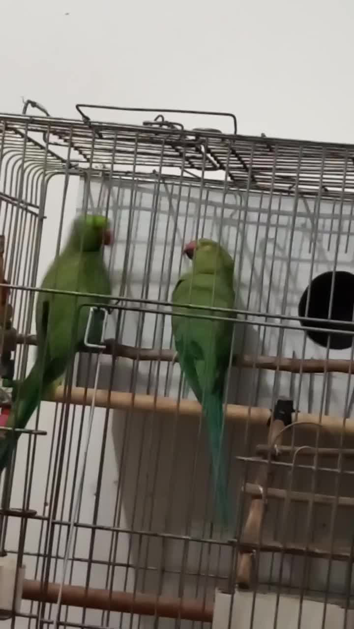 یه جفت طوطی ملنگو مولد موعظه دارم .|پرنده|کرج, کمال‌شهر|دیوار