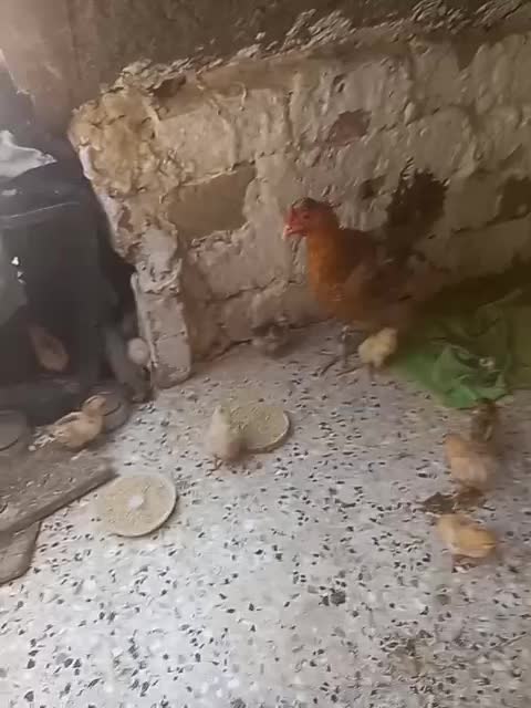 جوجه محلی|حیوانات مزرعه|ارد, |دیوار
