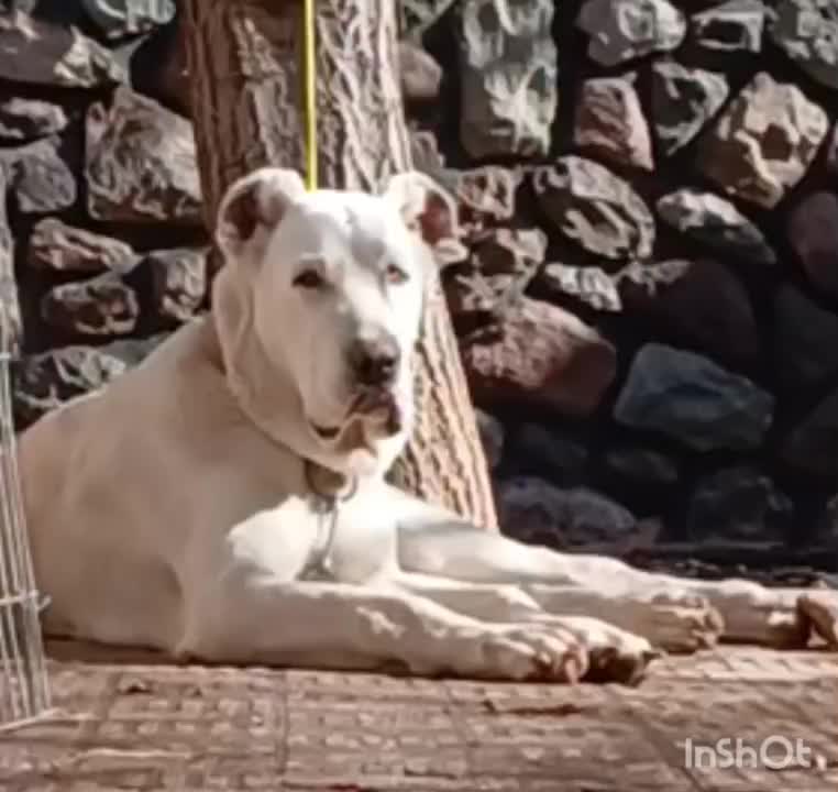 سگ توله الابای نر6ماهه ژرمن قدرجونی نگهبان روسی|سگ|تهران, تهرانپارس شرقی|دیوار