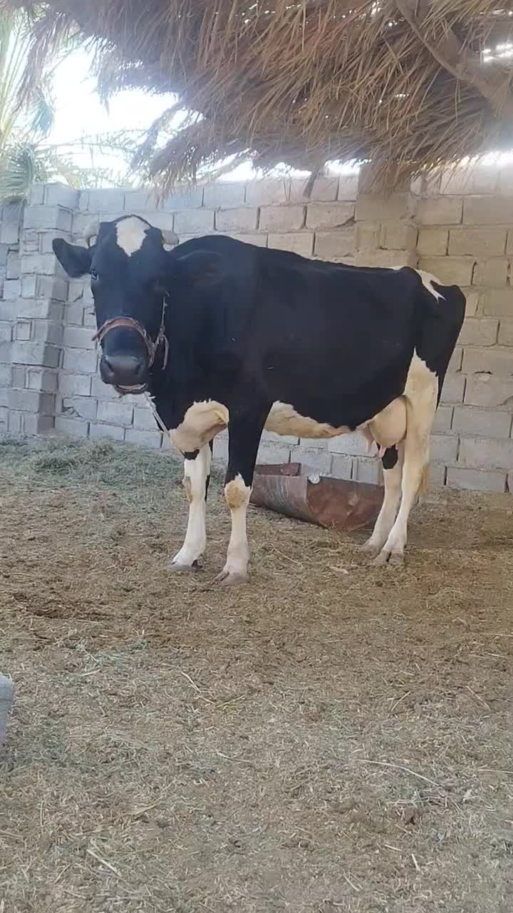 گاو آمریکایی شیری جوان مالداری|حیوانات مزرعه|ایرانشهر, |دیوار