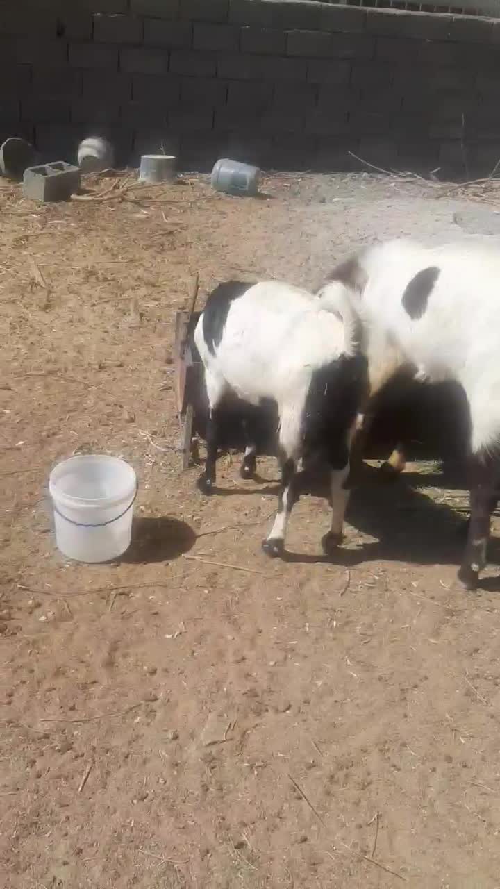 نر بز افغان اصل|حیوانات مزرعه|مهران (ایلام), |دیوار