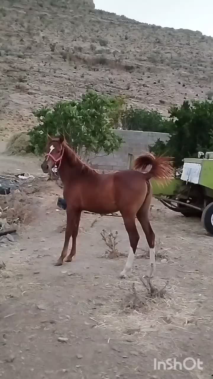 کره اسب مادیان|اسب و تجهیزات اسبسواری|مرودشت, پشت سایپا|دیوار