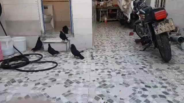 زاغ آبادانی|پرنده|کارون, |دیوار