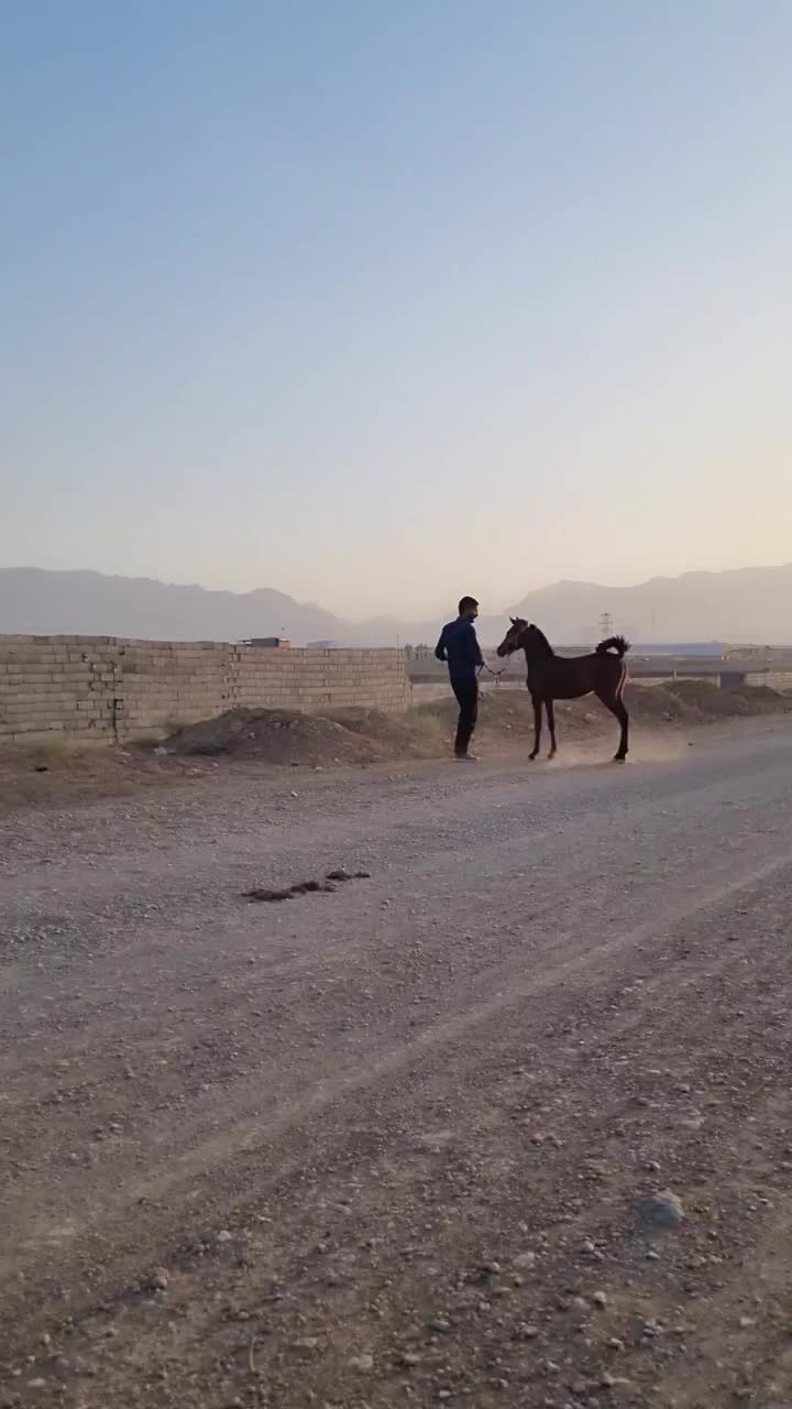 اسب کرد|اسب و تجهیزات اسبسواری|اصفهان, محمودآباد|دیوار