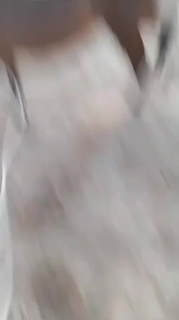 مادیون عرب ۶ماه ابستن با سیلمی وارداتی|اسب و تجهیزات اسب‌سواری|بندرعباس, |دیوار