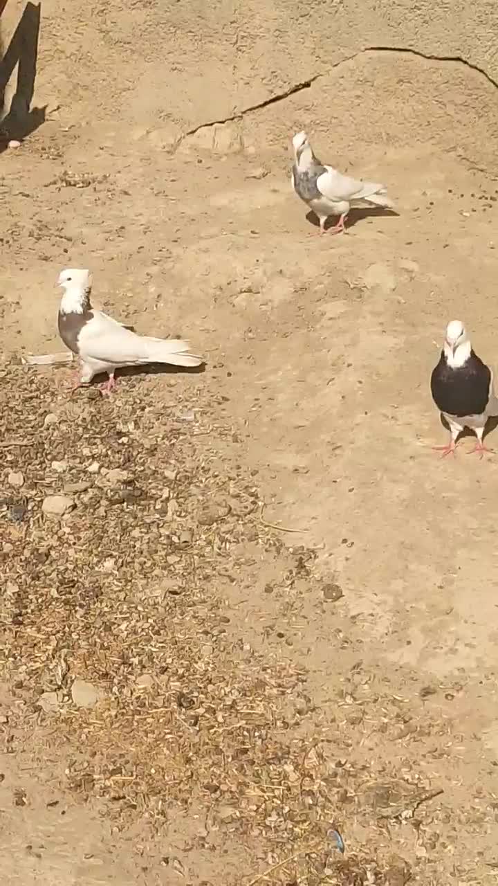 کبوتر ۲۵۰|پرنده|مهر, |دیوار