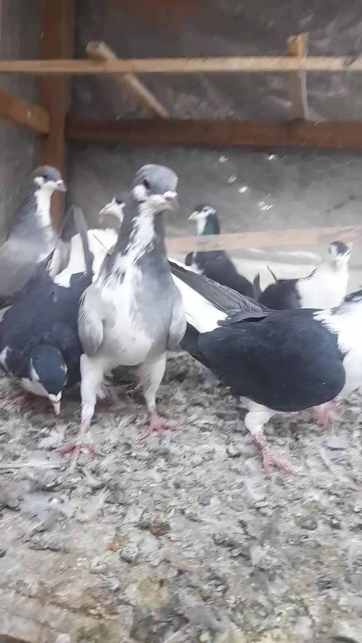 طاقی|پرنده|آران و بیدگل, |دیوار