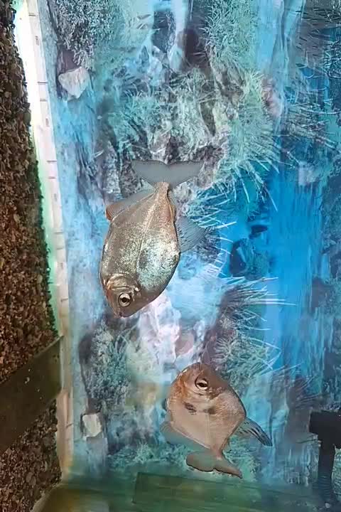 ۲تا ماهی دالر بزرگ|ماهی|بروجرد, |دیوار