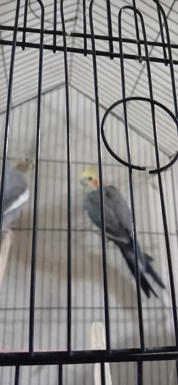 عروس هلندی|پرنده|چرام, |دیوار