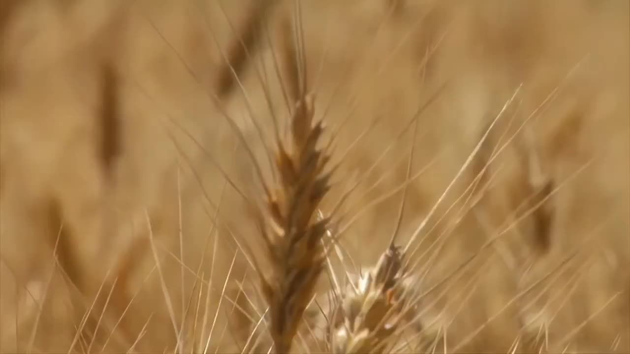 استخدام ویزیتور مویرگی شرکت پخش نادی|استخدام بازاریابی و فروش|پاکدشت, پاکدشت (مامازند)|دیوار